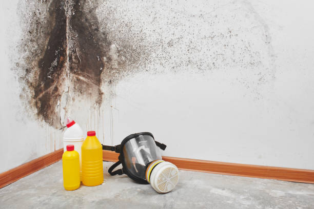 Best Mold Testing  in Dorr, MI