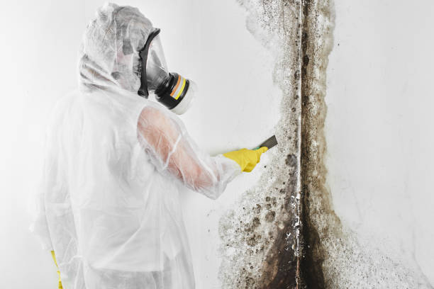 Best Mold Remediation Services  in Dorr, MI