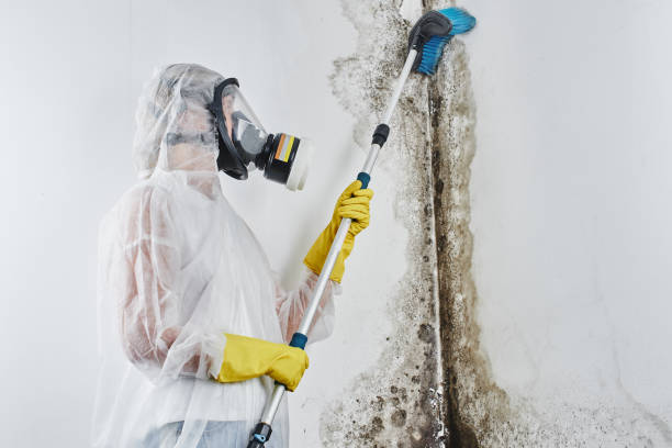 Best Best Mold Removal Companies  in Dorr, MI