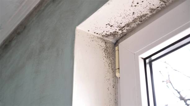 Best Mold Remediation  in Dorr, MI