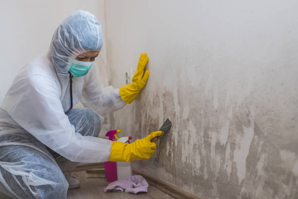 Best Professional Mold Removal  in Dorr, MI