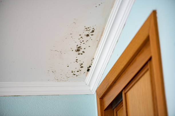 Best Mold Removal Near Me  in Dorr, MI