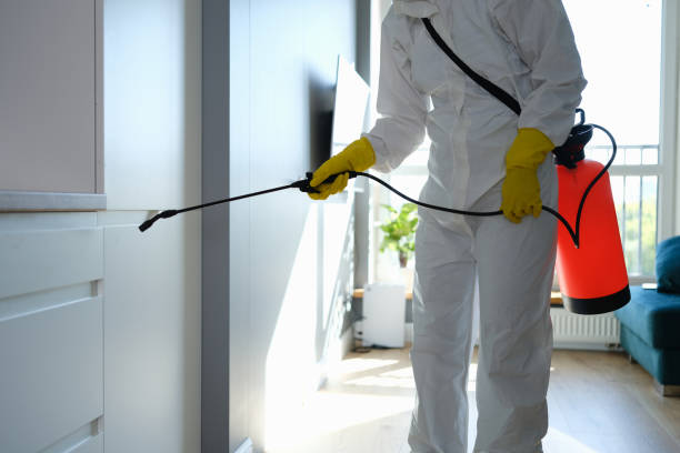 Best Home Mold Removal  in Dorr, MI