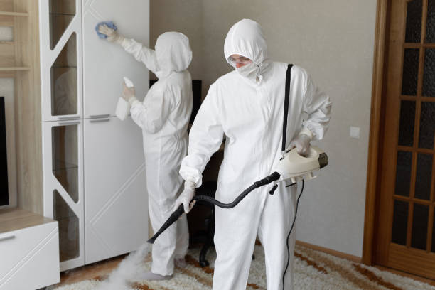 Best Local Mold Removal Service  in Dorr, MI