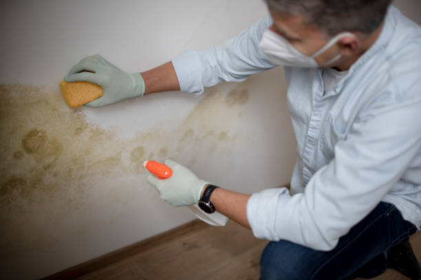 Best Office Mold Removal Services  in Dorr, MI