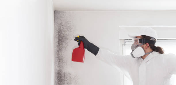 Best Best Mold Removal Companies  in Dorr, MI