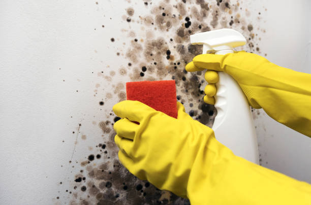 Best Residential Mold Removal  in Dorr, MI