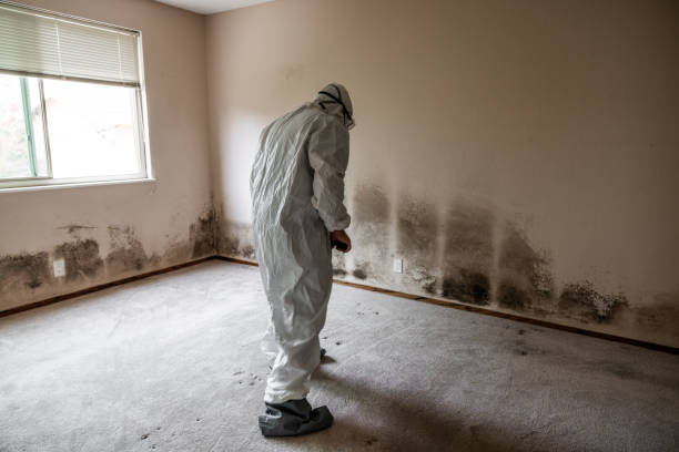 Best Professional Mold Removal  in Dorr, MI