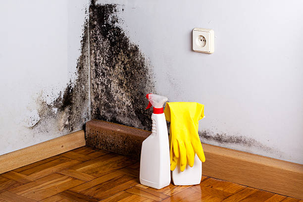 Best Fast Mold Removal  in Dorr, MI